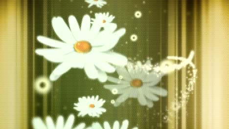 animated moving motion background showing moving flowers rose petals white chrysanthemum