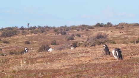 Pan-Shot-of-a-Nesting-Colony-of-Magellanic-Penguins-on-the-Argentina-Coast