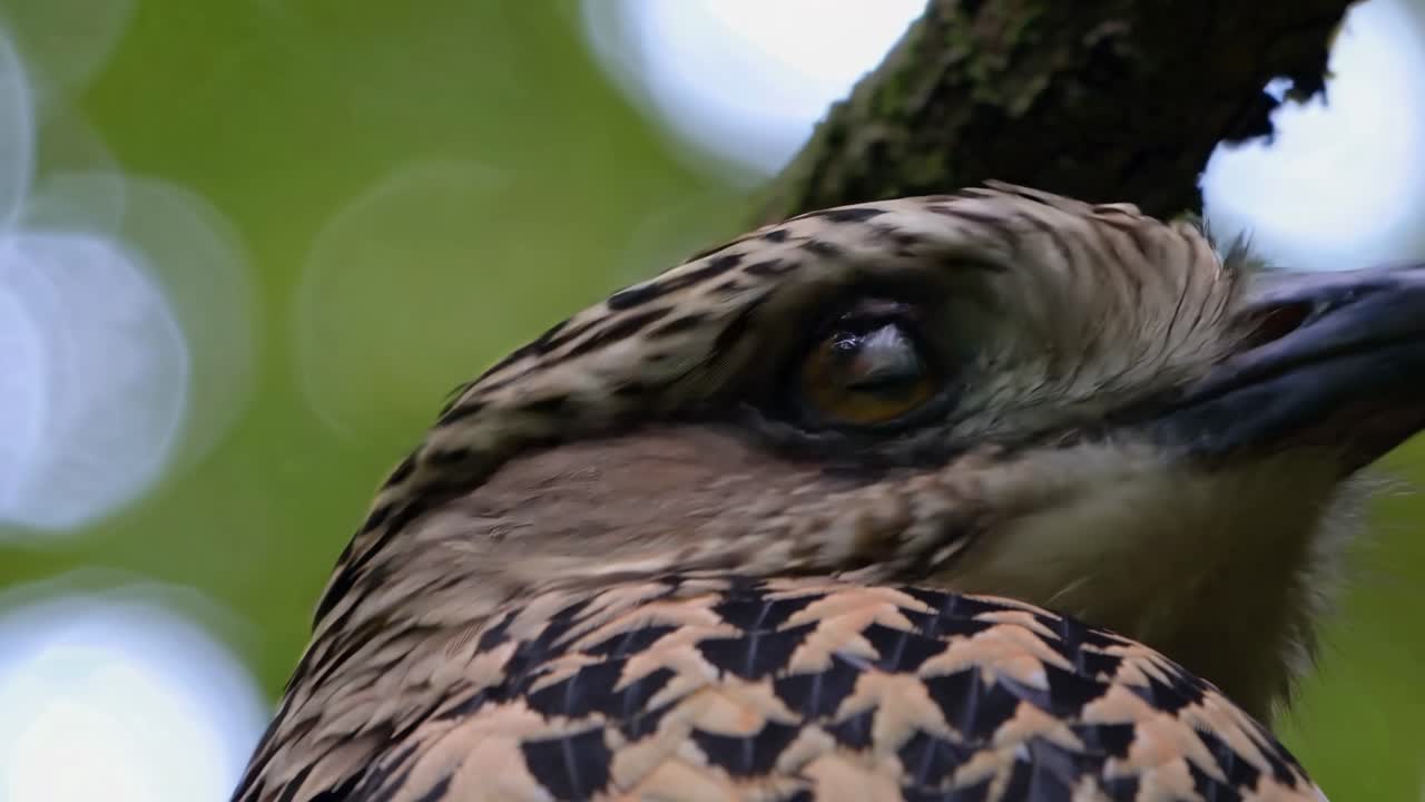 Close-up video of a bird with detailed feathers, shot from a low angle, capturing the intricate