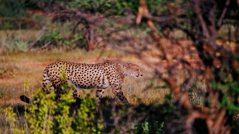 cheetah in the african savanna