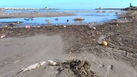 contaminación plástica y peces muertos en la desembocadura de un río