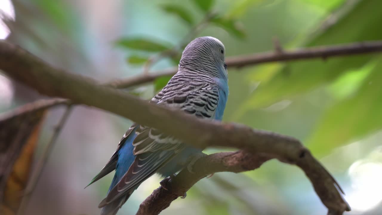 일반적인 앵무새, budgerigar, melopsittacus undulatus, 푸른 깃털, 아름다운 녹색 단풍 배경을 가진 나무 가지에 여전히 자리 잡고 있으며, 몽환적인 보케가 클로즈업 샷