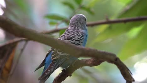 Common-parakeet,-budgerigar,-melopsittacus-undulatus-with-blue-plumage,-perching-still-on-tree-branch-with-beautiful-green-foliage-background,-dreamy-bokeh-close-up-shot