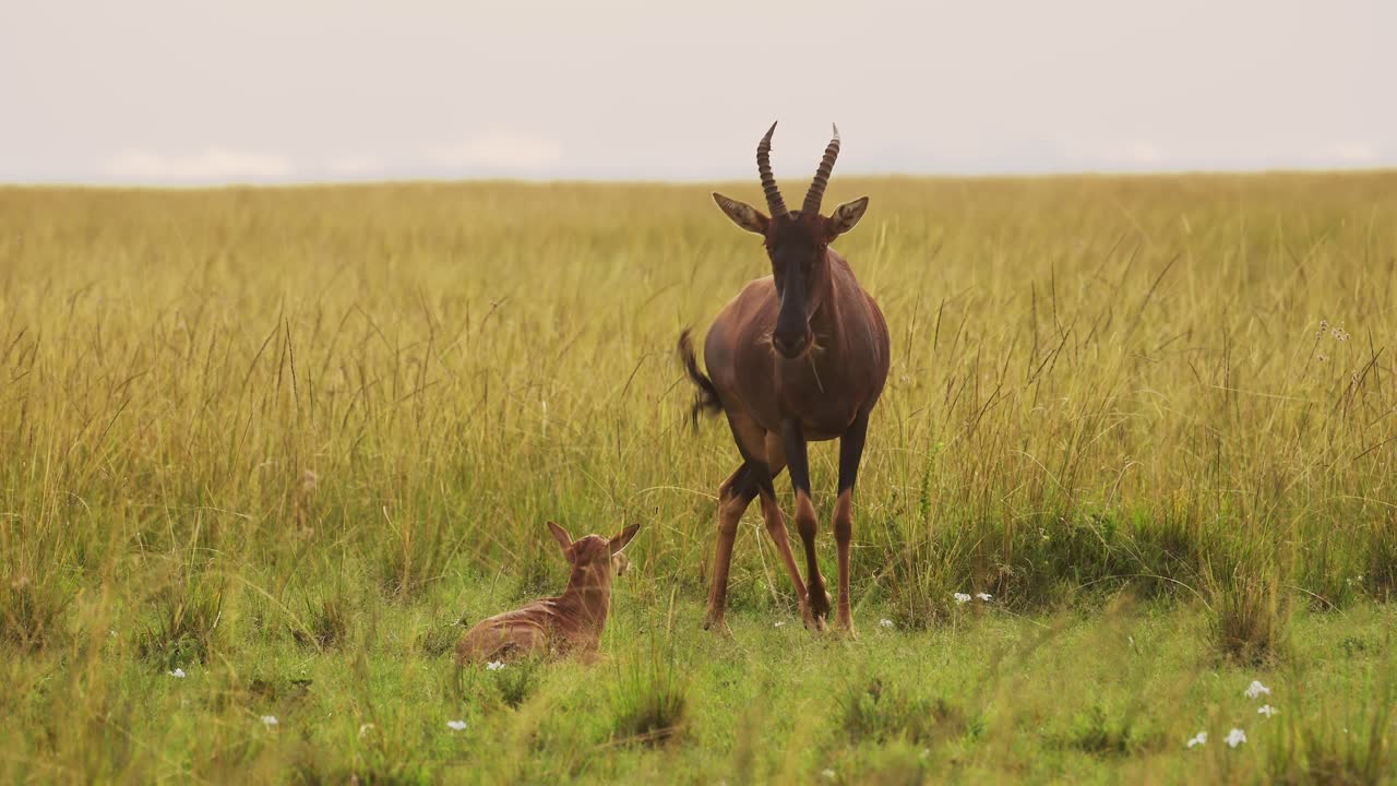 Slow Motion Shot of Topi standing still iprotecting young newborn baby by mother's side staring at camera, African Wildlife in Maasai Mara National Reserve, Kenya, Africa Safari Animals in Masai Mara