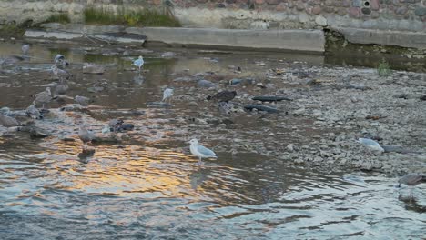 birds gather on a riverbank picking at dead salmon during a salmon run at sunset