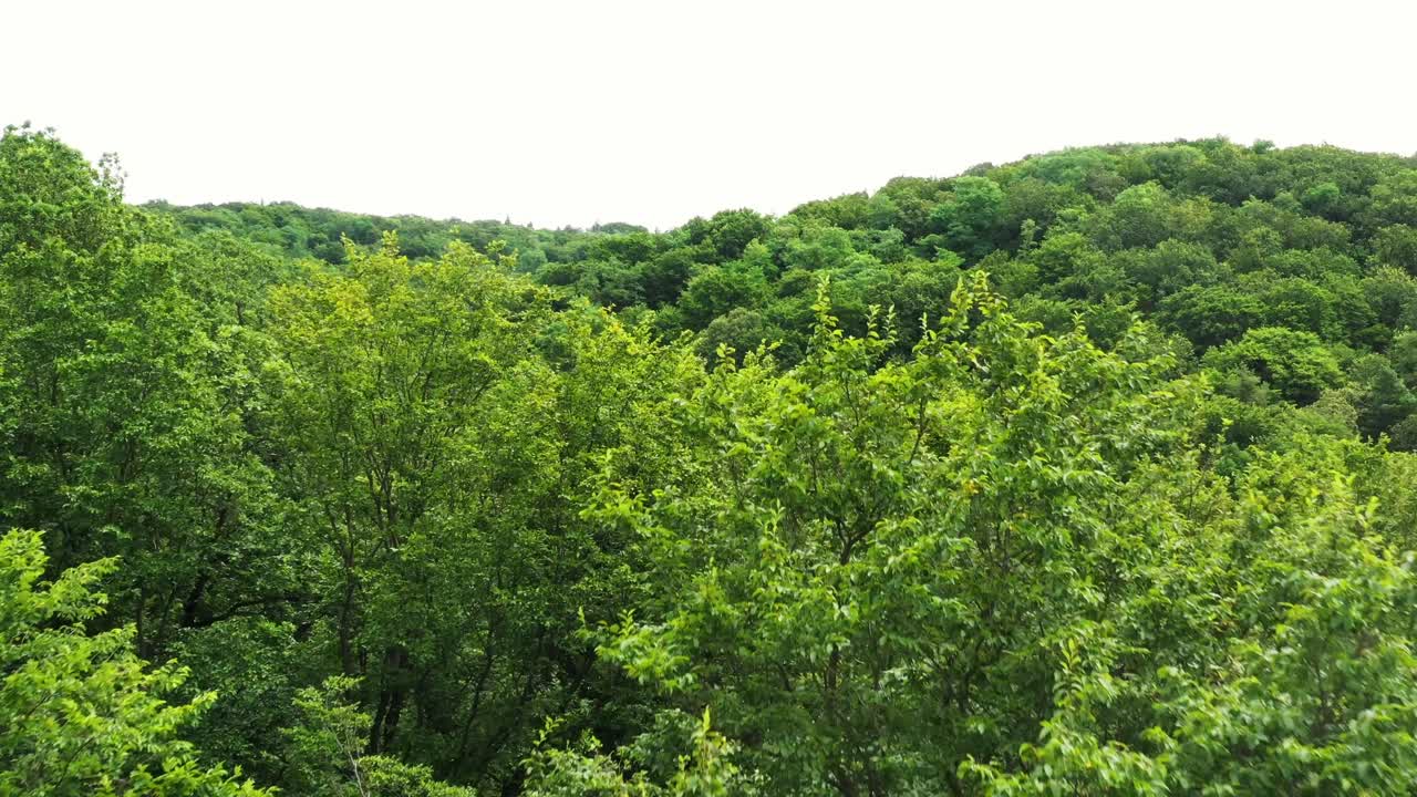 Flying close to crowns of huge green Trees