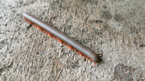 4k little millipede walking on the floor