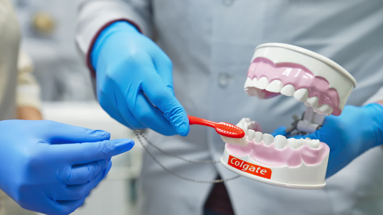 Plastic model of teeth in gloved hands. Example how to brush teeth correctly and safely is demonstrated. Close up.