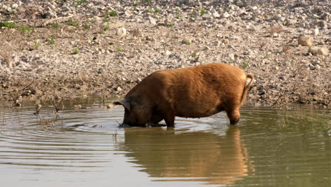 brown farm pig stands in dam water shallows looking for water plant roots