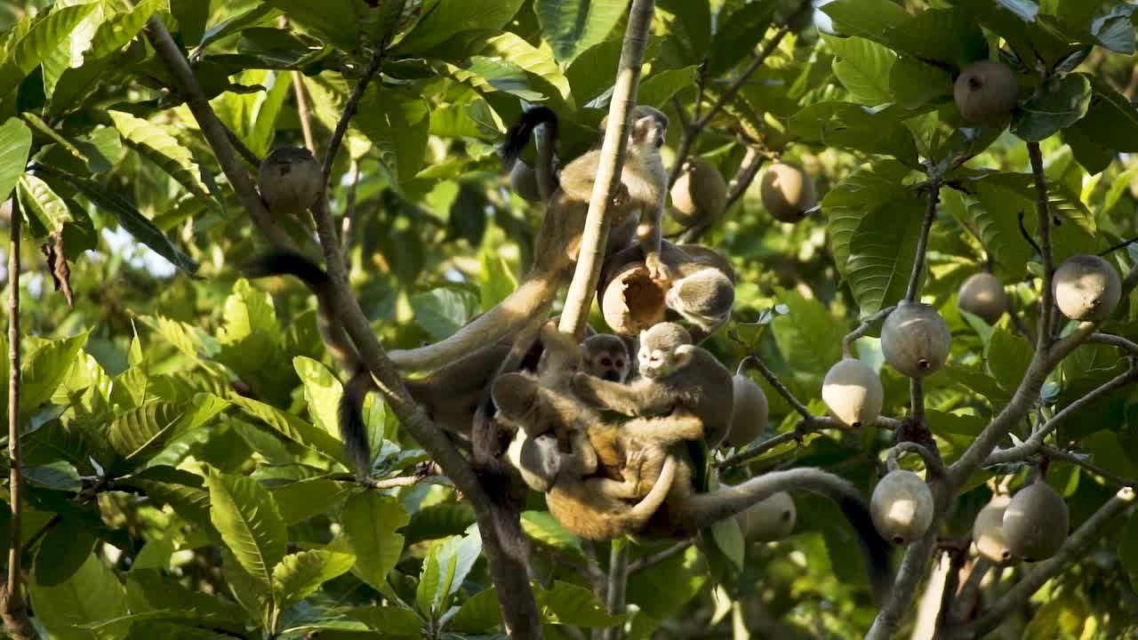 Troop Of Squirrel Monkeys In A Fruit-bearing Tree On A Sunny Day. low angle