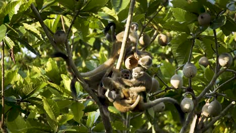 troop of squirrel monkeys in a fruit-bearing tree on a sunny day. low angle