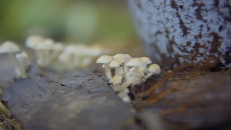 Langsame-Schwenkaufnahme-Kleiner-Weißer-Pilze,-Die-Aus-Einem-Umgestürzten-Baumstamm-Wachsen