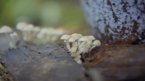 disparo lento de pequeños hongos blancos que crecen de un tronco de árbol caído