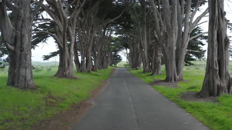 Volando-A-Través-Del-Túnel-De-árboles-De-Ciprés-De-Point-Reyes-Monterey-En-El-Norte-De-California,-Estados-Unidos