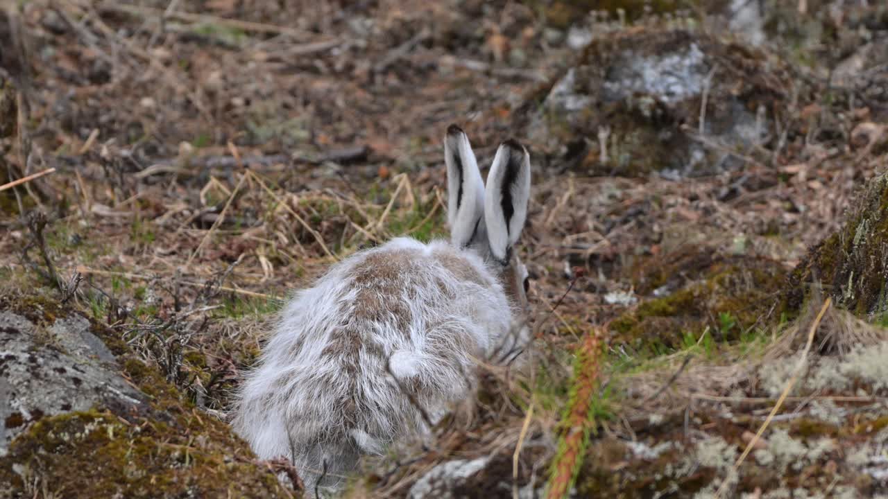 Ung vild fjällhare betar på sparsamt, torkat gräs tidigt på vintern, pälsen skiftar från sommarbrun till vintervit, närbild bakifrån, Norge