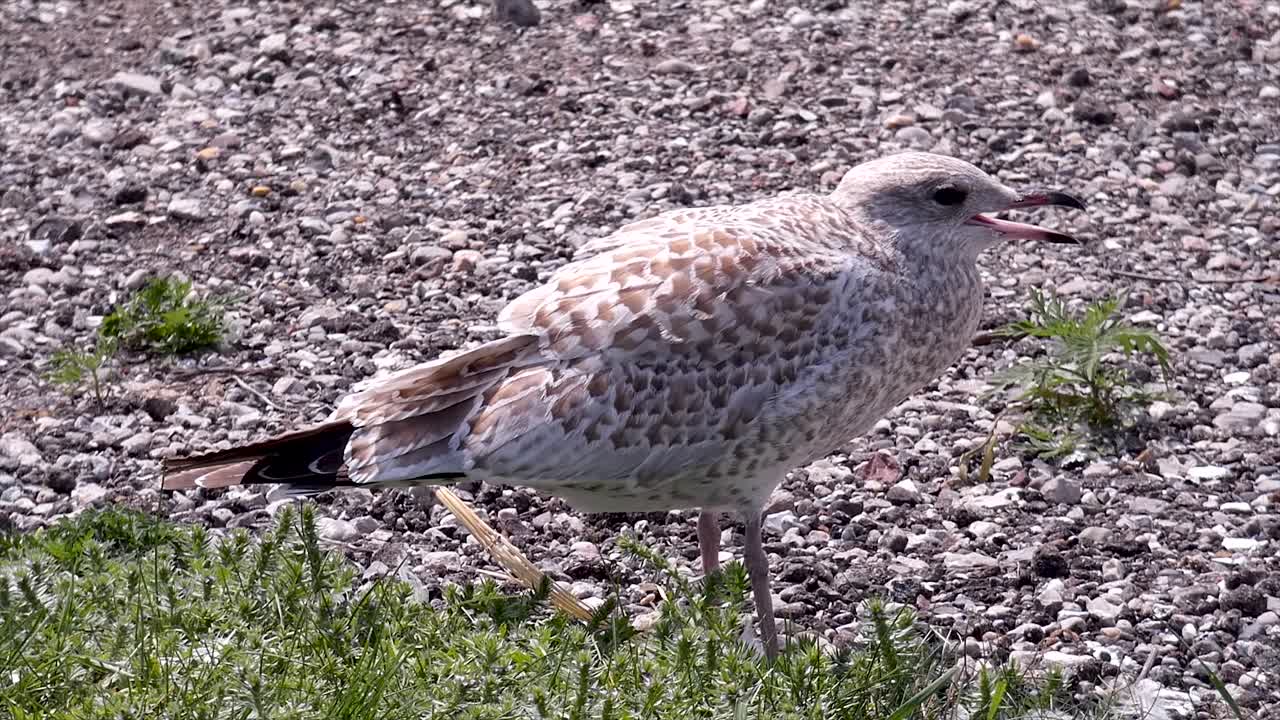 Seagull stands squawking on dividing line between grass and gravel.