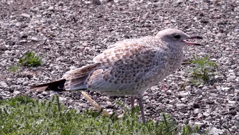 seagull stands squawking on dividing line between grass and gravel.