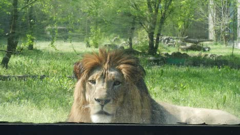 león triste en el zoológico