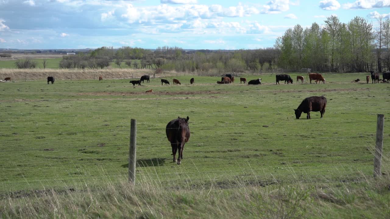 cámara lenta de pastoreo de ganado en el campo de canadá