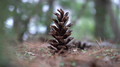 Piña-En-El-Suelo-En-La-Naturaleza-En-Medio-De-Un-Bosque-De-Pinos-De-Coníferas-Y-árboles-Entre-Agujas-De-Pino-Siempre-Verdes-En-El-Suelo---Cono-De-Pino-De-Cerca-En-El-Suelo-Del-Bosque---Basura-De-Coníferas---4k