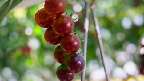 Primer-Plano-Del-Tallo-De-La-Planta-Colgante-Del-Manojo-De-Tomates-Cherry-Rojos.-Comida-Vegetariana-Rural-Cruda.