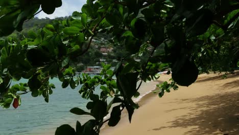 beautiful pushing motion through tree leaves on the ocean beach.
