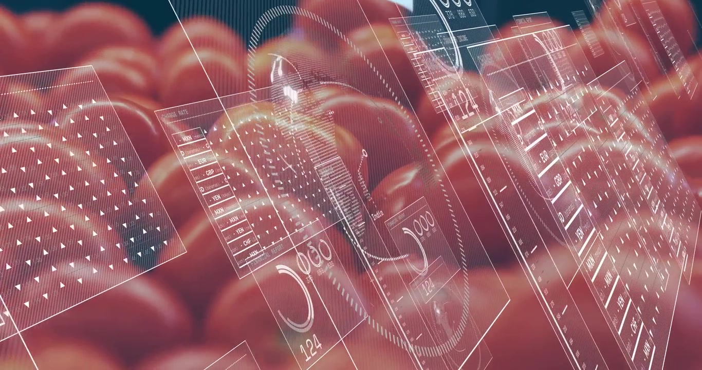 Conveyor belt moving tomatoes under industrial light animating data panels updating yield metrics