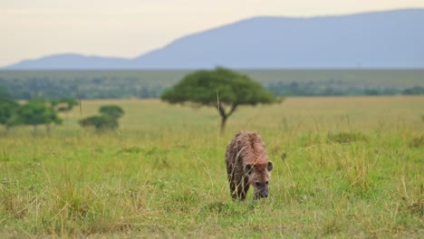 Slow-Motion-Shot-of-Hyena-walking-slowly-through-grasslands-hoping-for-food-to-scavenge,-African-Wildlife-in-Maasai-Mara-National-Reserve,-Kenya,-Africa-Safari-Animals-in-Masai-Mara-North-Conservancy