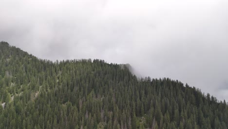 forest pine spruce tree nature landscape, valley covered in fog switzerland