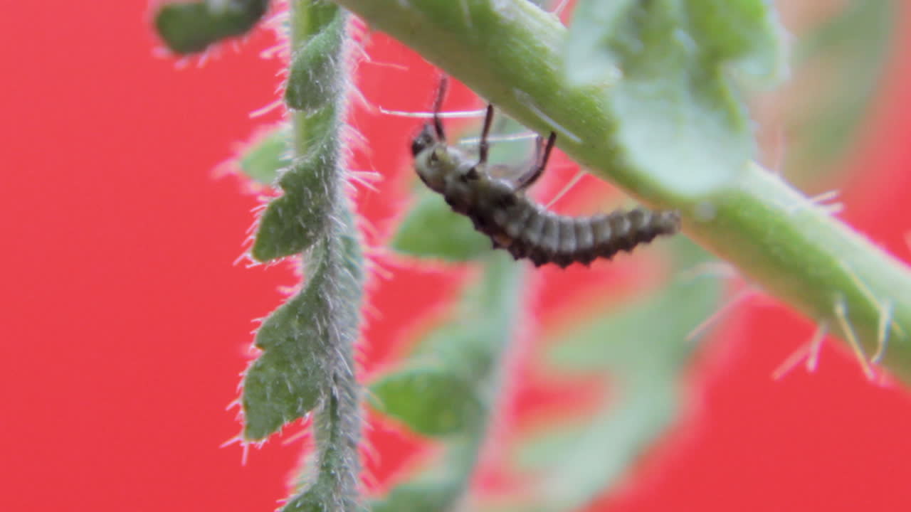녹색 잎 05에서 쉬고 크롤링하는 스튜디오의 2점 무당벌레 애벌레 근접 촬영 매크로