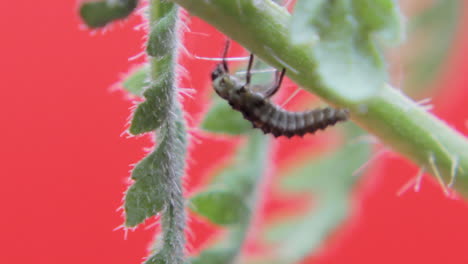 two-spot ladybird larva closeup macro in studio resting and crawling on a green leaf 05