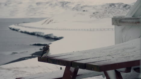 Two-curious-snow-bunting-birds-landing-on-snowy-table