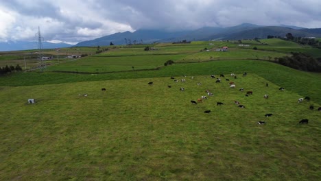 Cows-graze-in-lush-green-pastures-with-Ecuador-Andes-backdrop-landscape-DRONE