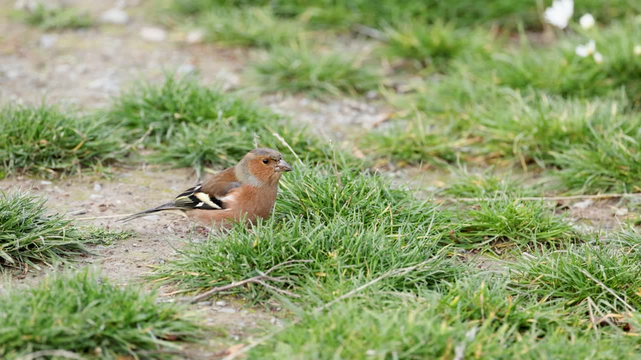 A chaffinch searches for food on grassy terrain in natural light, showcasing its colorful feathers and foraging behavior