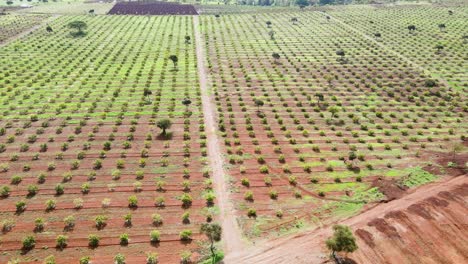 Intelligente-Landwirtschaftstechnologie---Luftdrohnenansicht-Der-Avocadofarm-In-Kenia