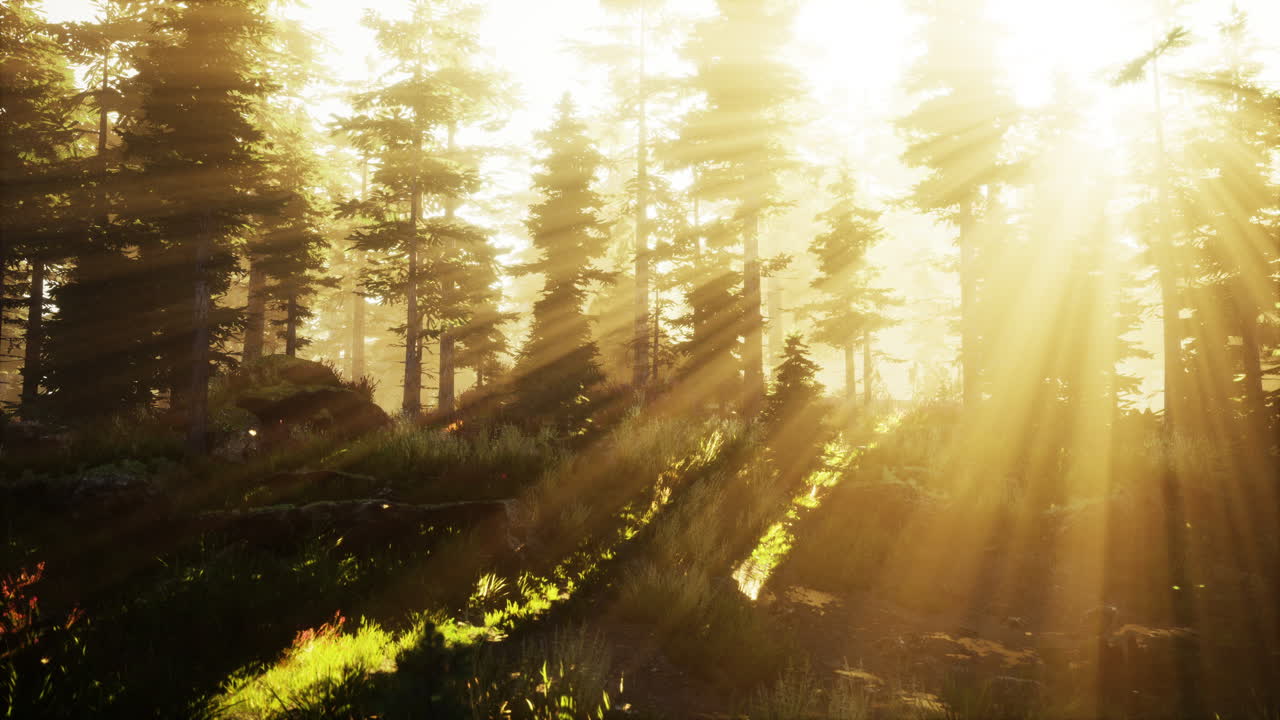 따뜻한 빛의 광선과 함께 마법의 어두운 가을 숲 풍경