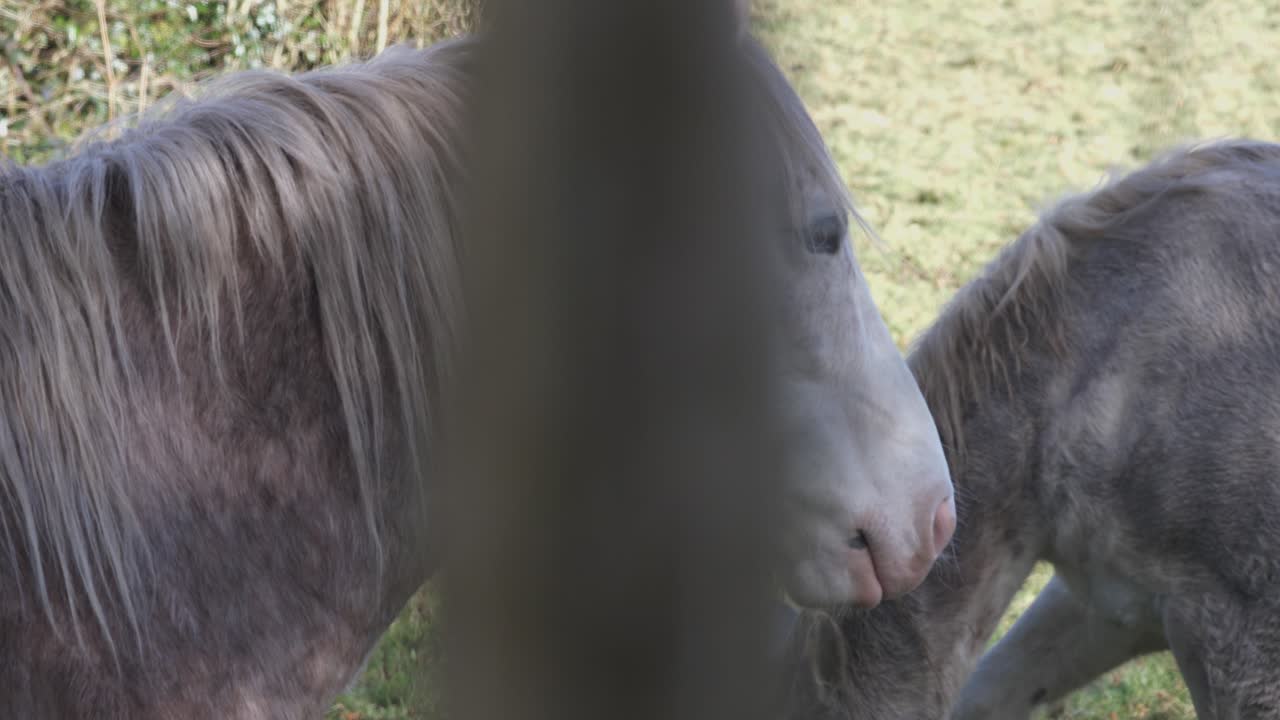 caballo marrón irlandés en campos en el condado rural de meath, irlanda