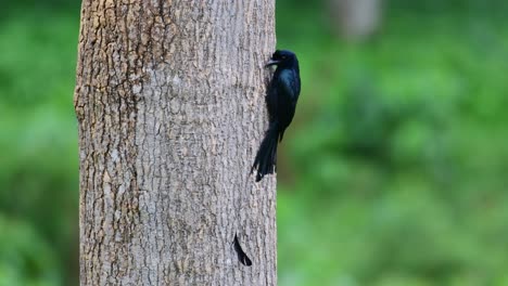 Recogiendo-Algo-De-Comida-De-La-Corteza-Del-árbol-En-El-Lado-Derecho,-Mayor-Drongo-Dicrurus-Paradiseus-De-Cola-De-Raqueta,-Tailandia