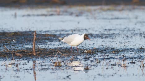 gaviota de cabeza negra en la alimentación de los humedales del prado inundado de primavera