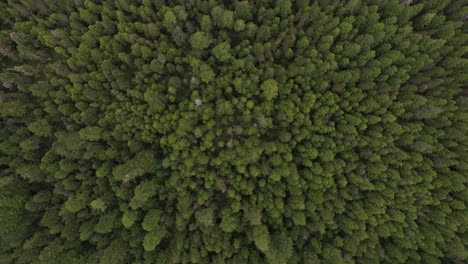 Dramatic-view-of-the-pine-tree-canopy-in-British-Columbia-rainforest