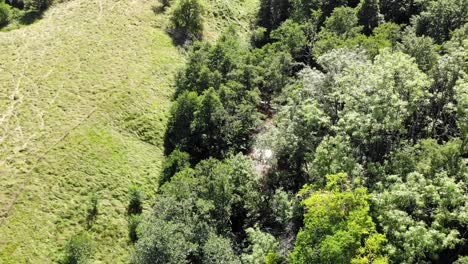 Flying-over-beautiful-forest-with-river-beneath-tree-crown-with-sun-reflection-from-pure-water