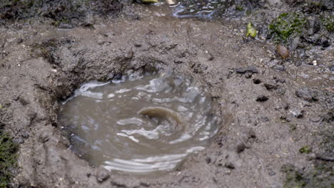 a mud skipper swimmed into a pool of muddy water - close up shot