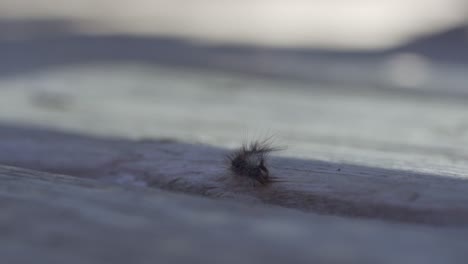 isolated gypsy moth caterpillar walking in slow motion