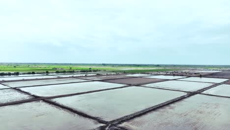 aerial forward shot of multiple rice fields filled with water for agriculture in golarchi farming in sindh, pakistan