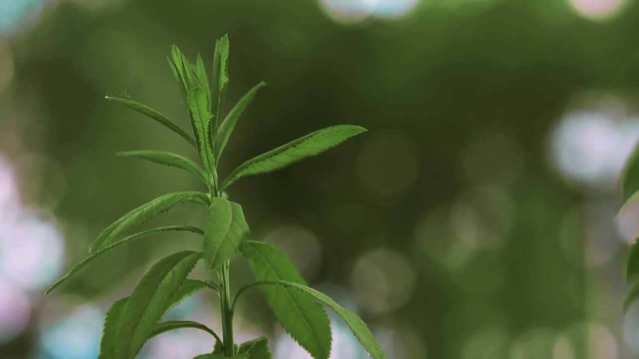 joven brote elegante con hojas exuberantes agitado por el viento en verde