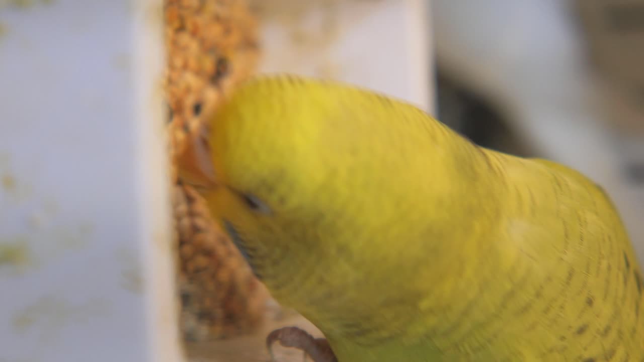 Yellow Budgie Eating