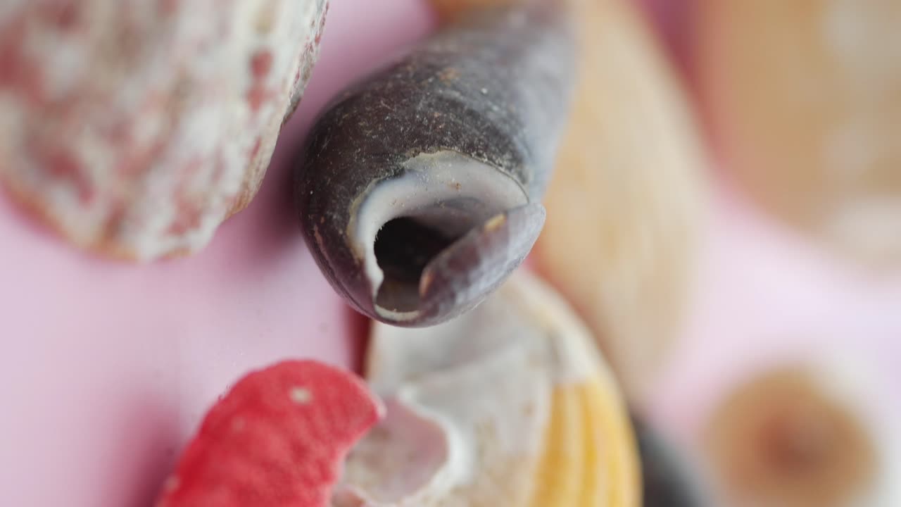 Close-up of Seashells