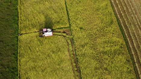 paddy is being harvested in the field with the help of advanced technology