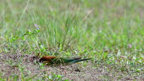 The Chestnut-headed Bee-eater burrows a nest on a high grassy mound at a specific place where bees and other insects are abundant; it is wanted by photographers because of its chestnut coloured head