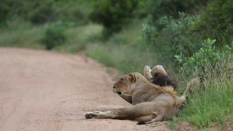 Plano-General-De-Un-León-Macho-Rodando-Junto-A-Su-Leona-Al-Lado-De-La-Carretera,-Parque-Nacional-Kruger